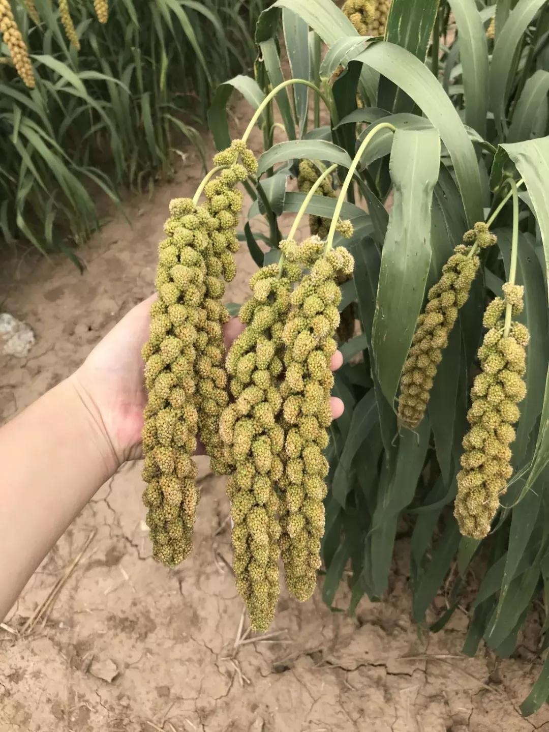 华夏粟粮:小米产业化的先行者，中国谷物复兴计划倡导者